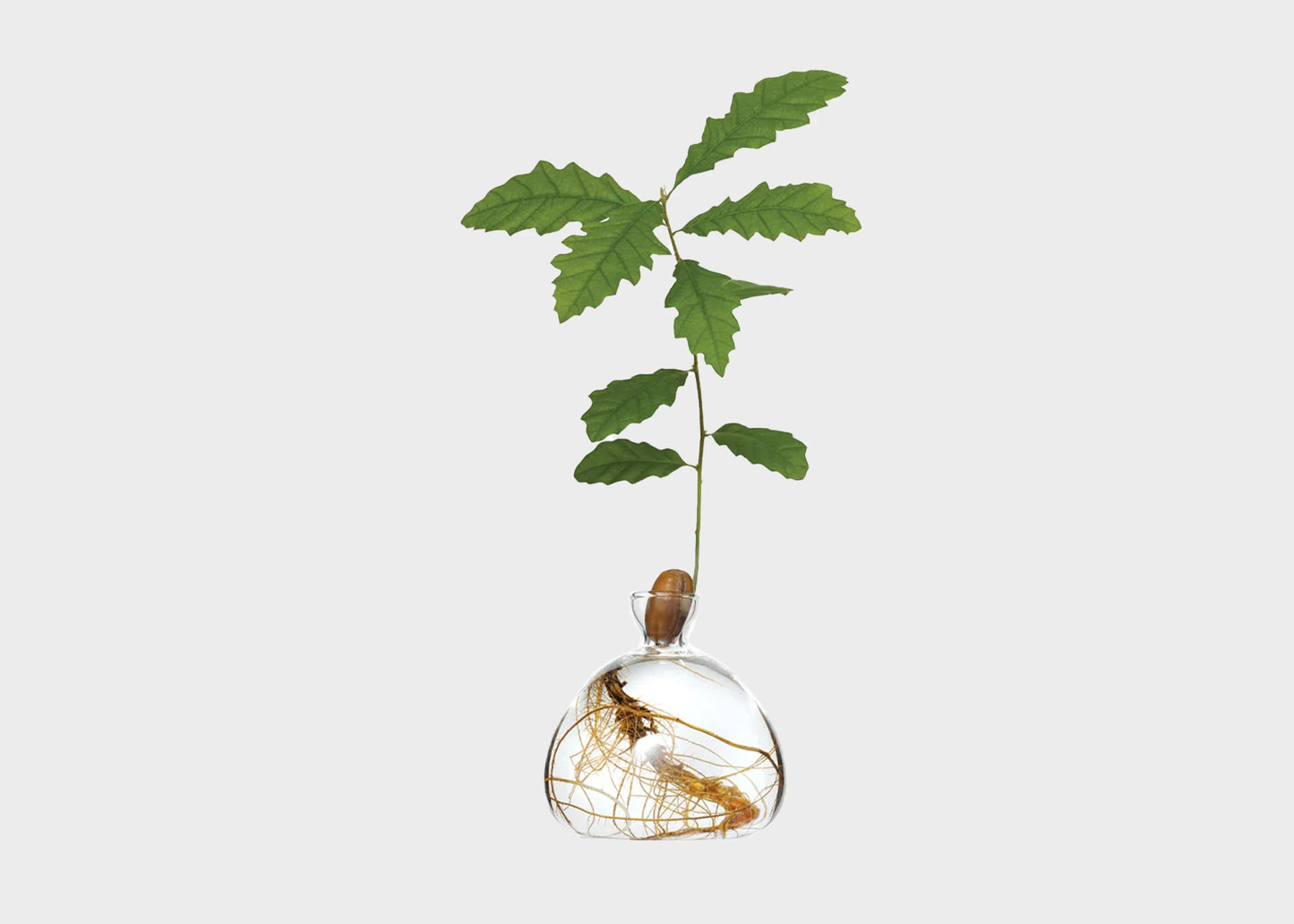 A clear glass acorn vase holding an acorn with roots in the vase and a large green sprout coming off the top.