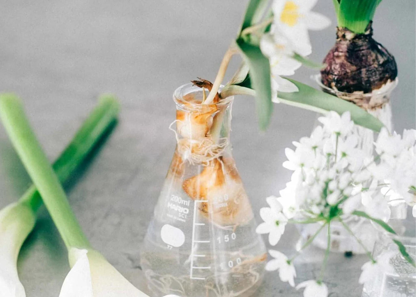 
                  
                    Flask Flower Vase
                  
                