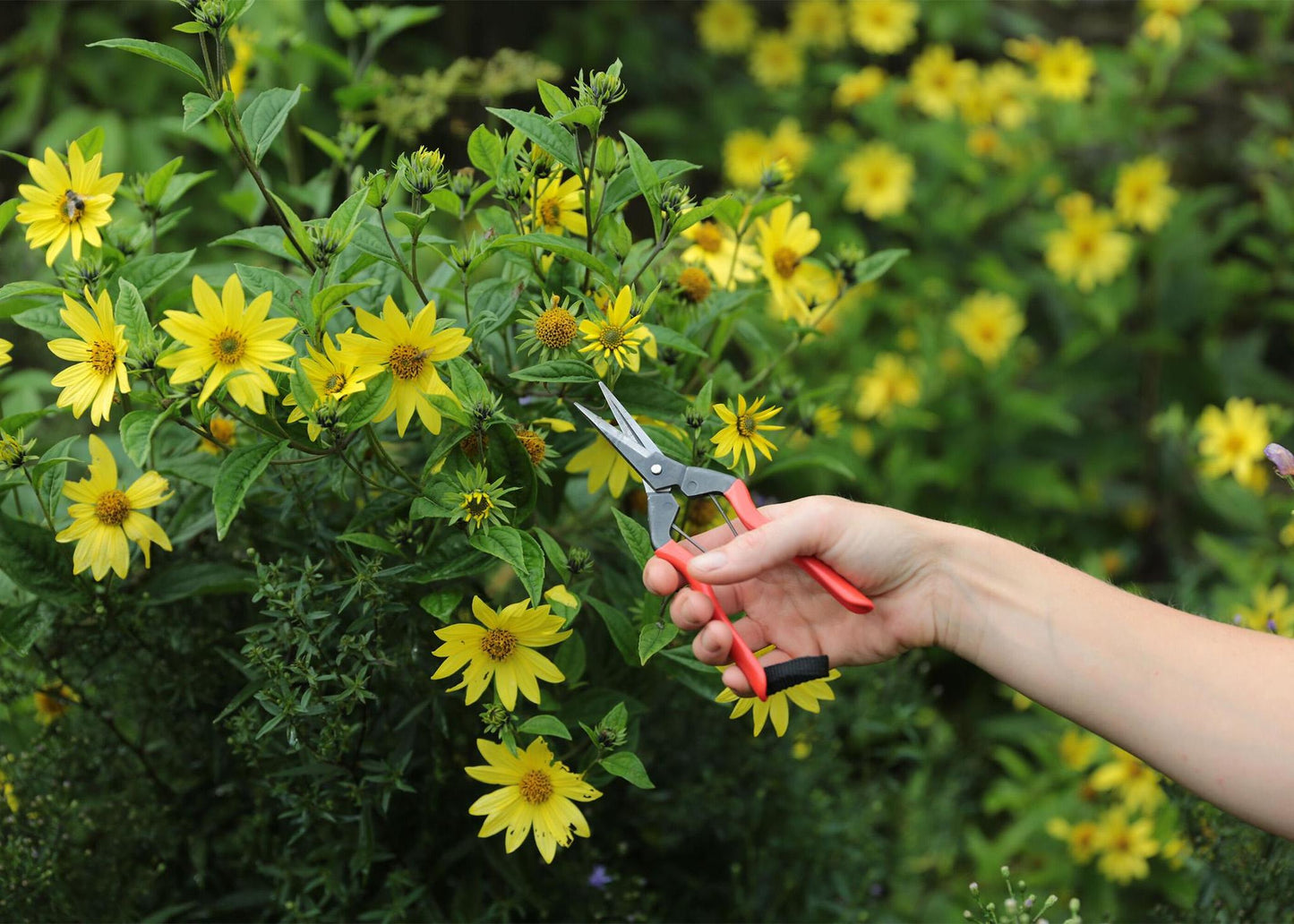 
                  
                    Niwaki Garden Snips
                  
                