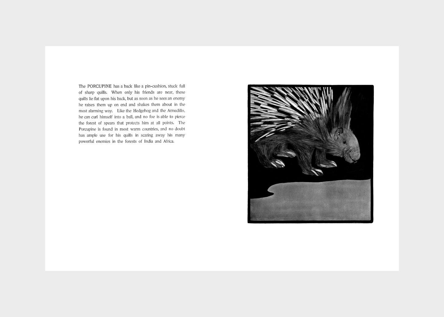
                  
                    An Alphabet of Animals
                  
                