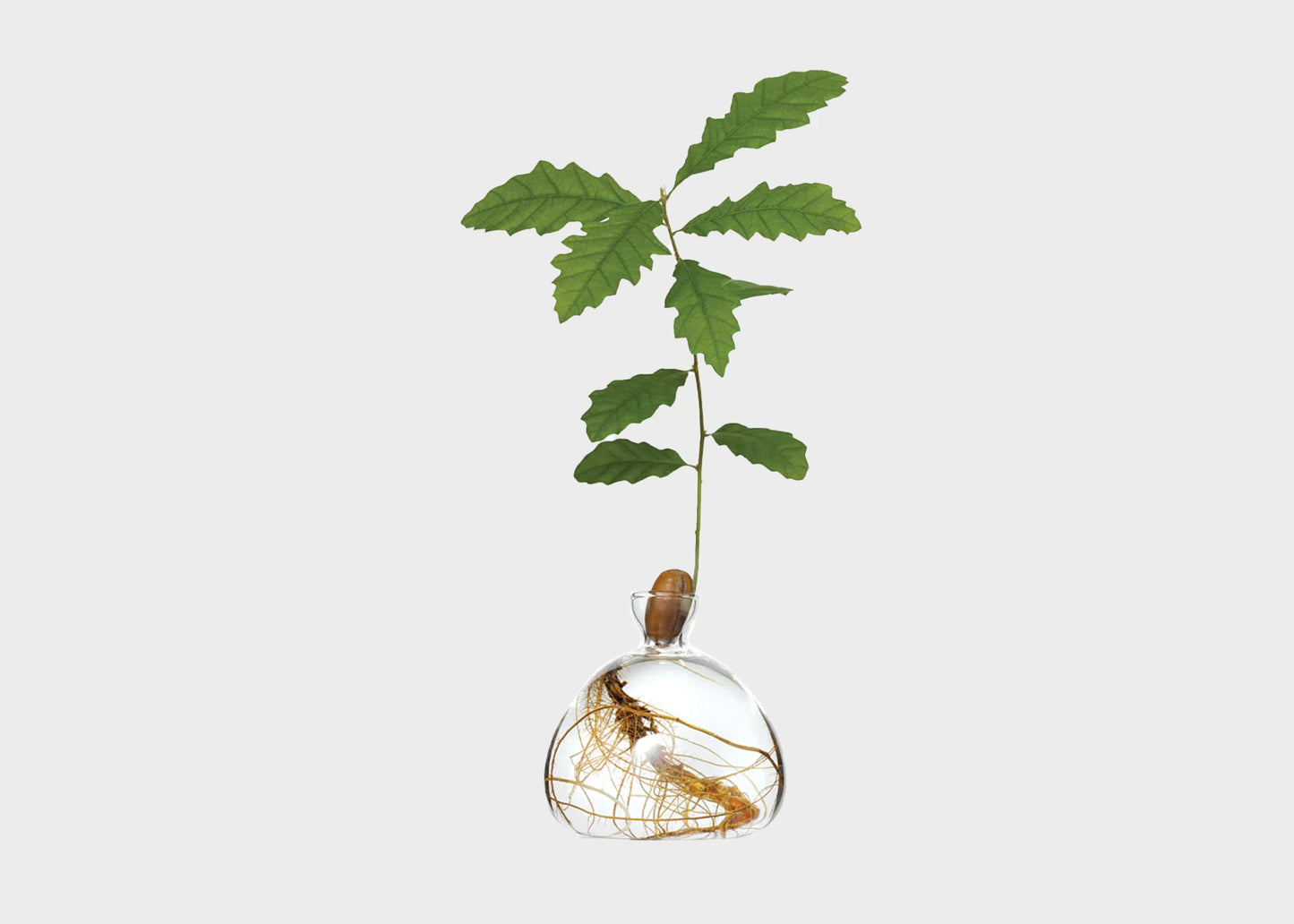 
                  
                    A clear glass acorn vase holding an acorn with roots in the vase and a large green sprout coming off the top.
                  
                