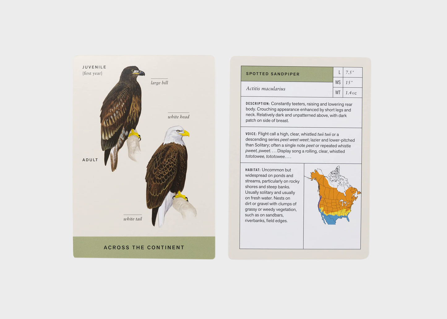 
                  
                    Sibley Backyard Birding Flashcards
                  
                