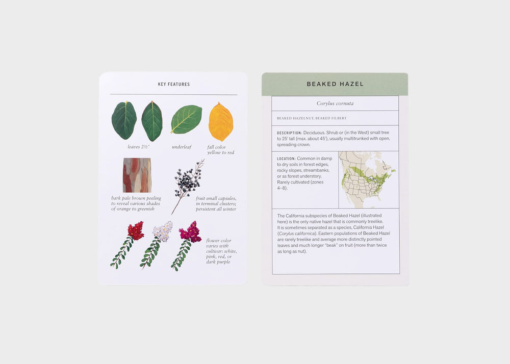 
                  
                    Sibley Tree Identification Flash Cards
                  
                