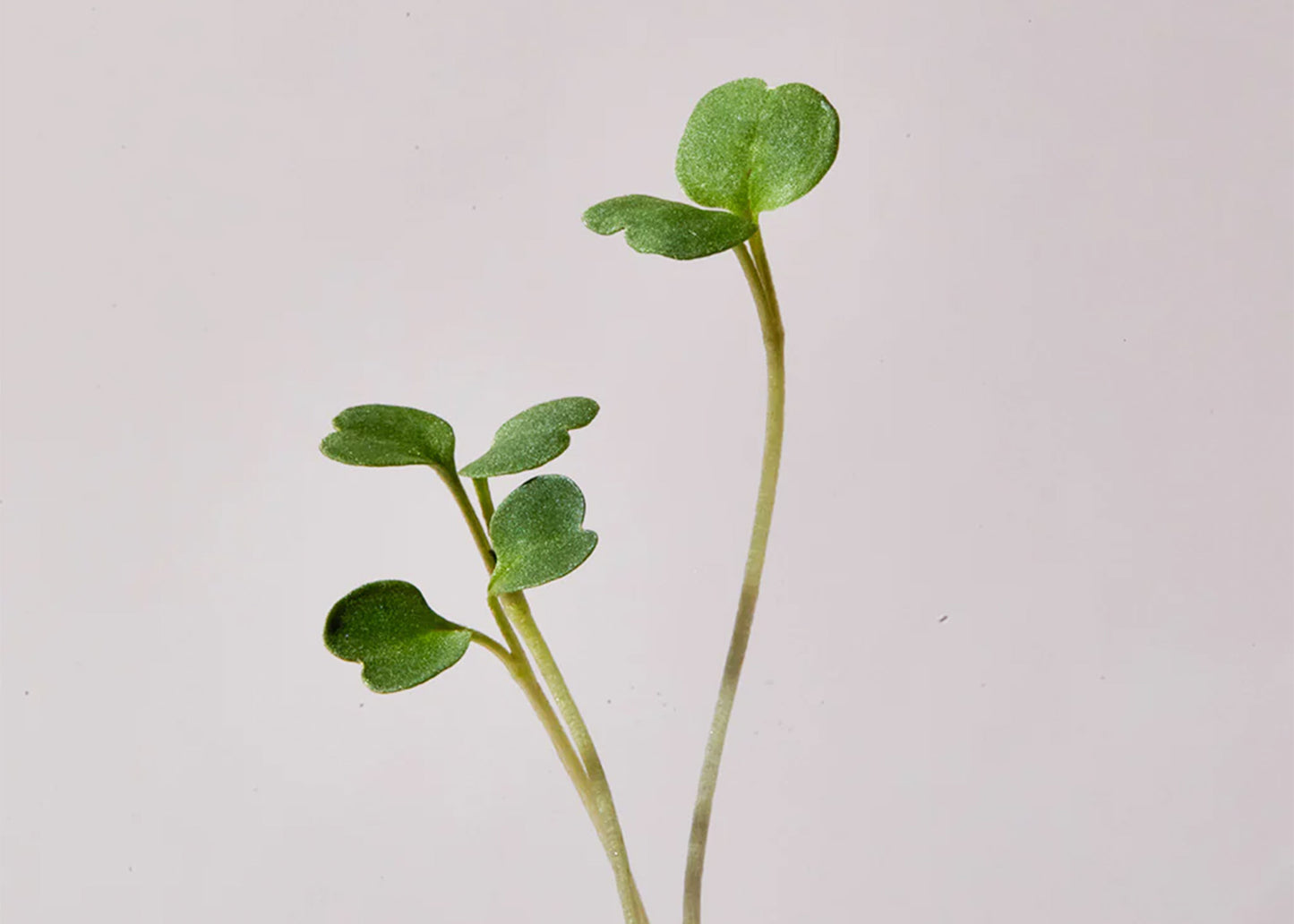 
                  
                    Seed & Soil Packet - Arugula
                  
                