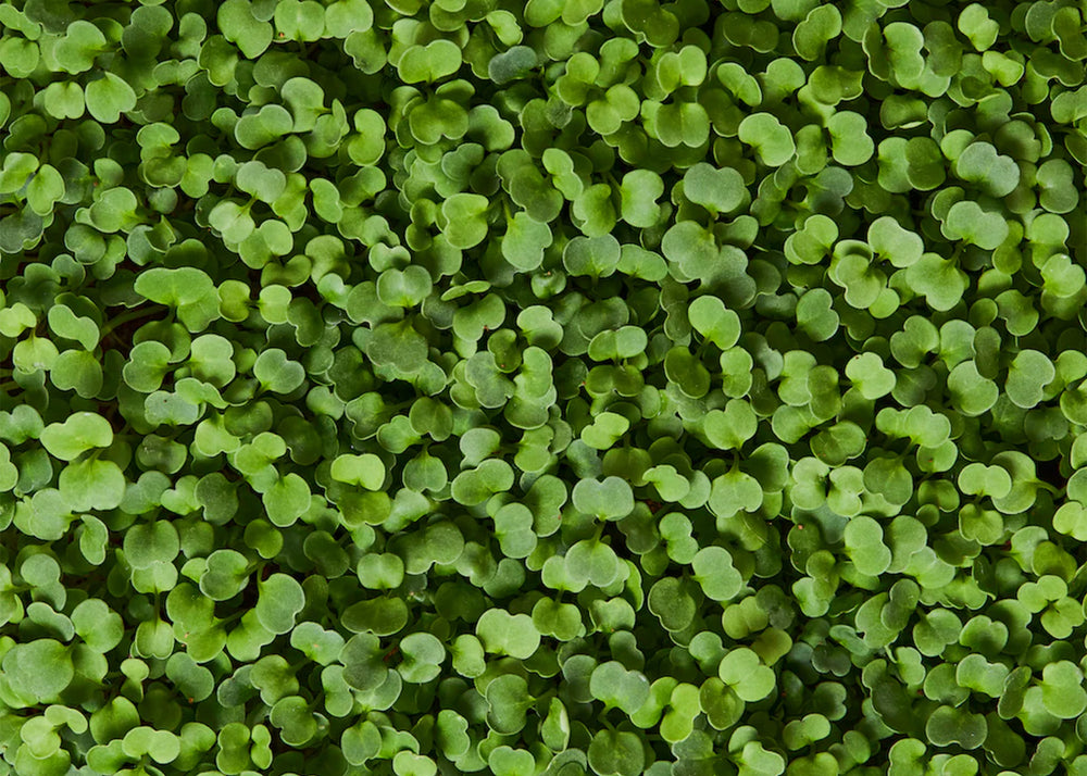 
                  
                    Seed & Soil Packet - Arugula
                  
                