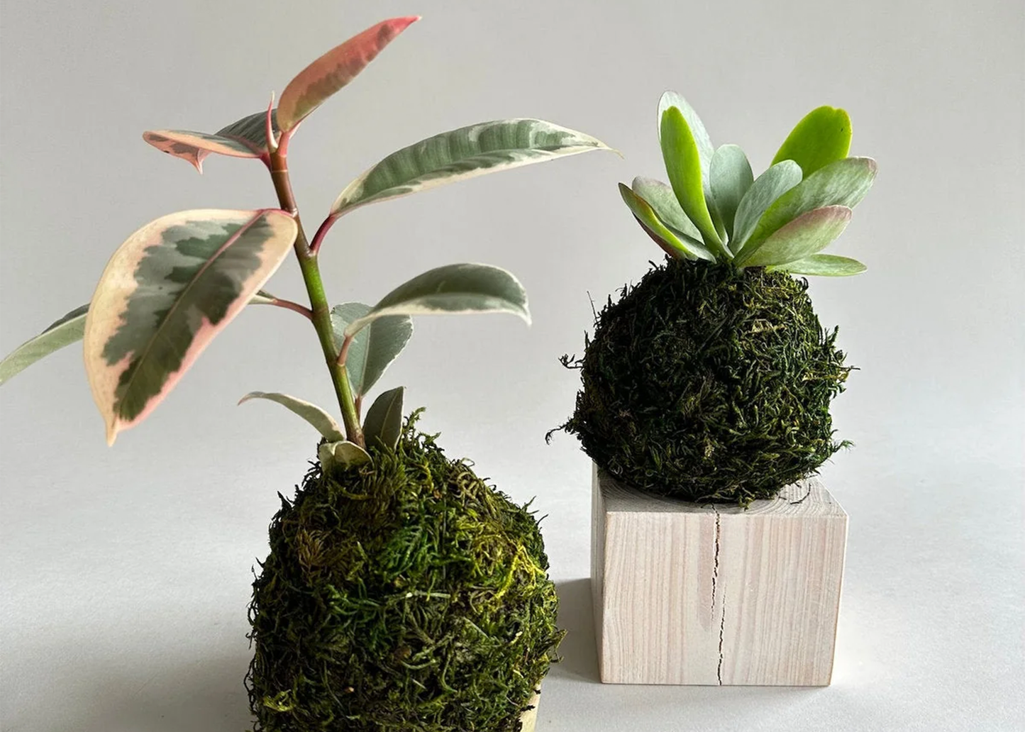 
                  
                    Jikoku Wood Base
                  
                