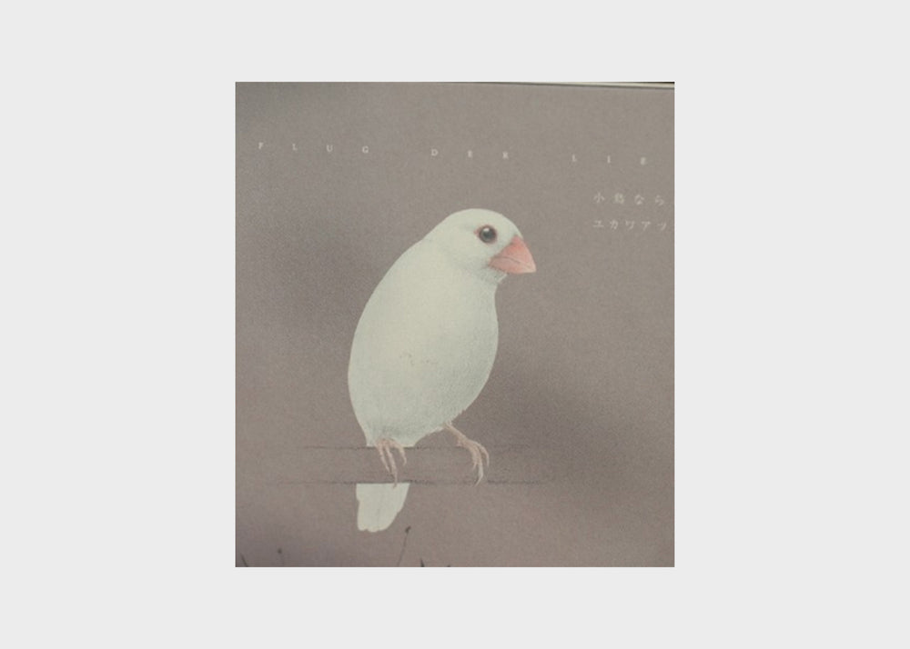 Bird Illustrations Book