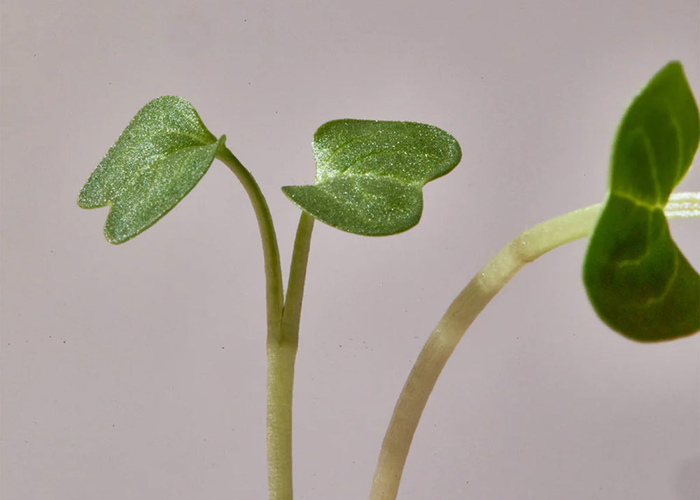 
                  
                    Seed & Soil Packet - Broccoli by Leath
                  
                