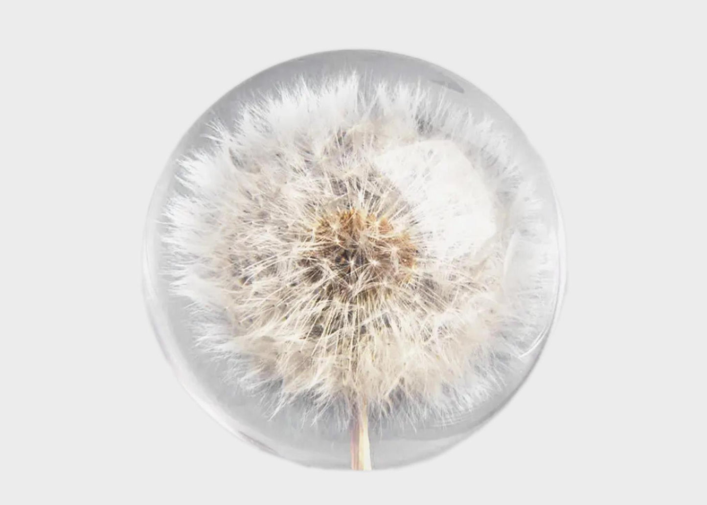 
                  
                    Botanical Resin Paperweight
                  
                