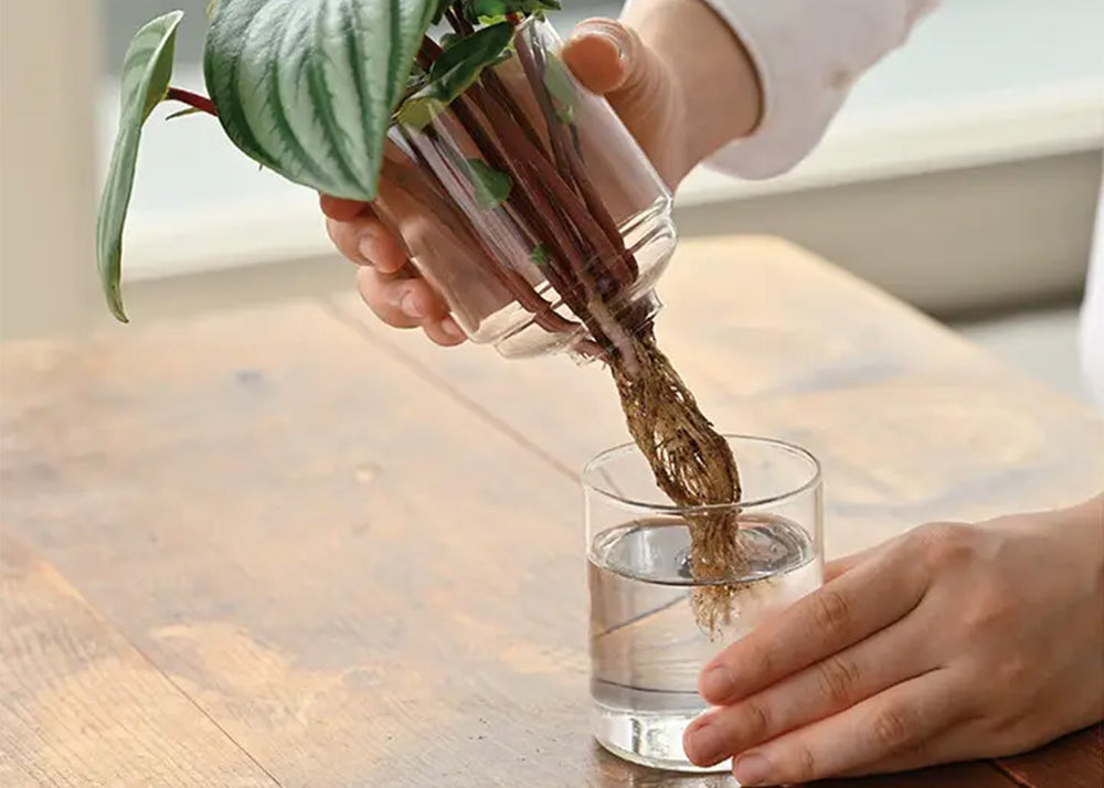 
                  
                    Hario Glass Flover Vases
                  
                
