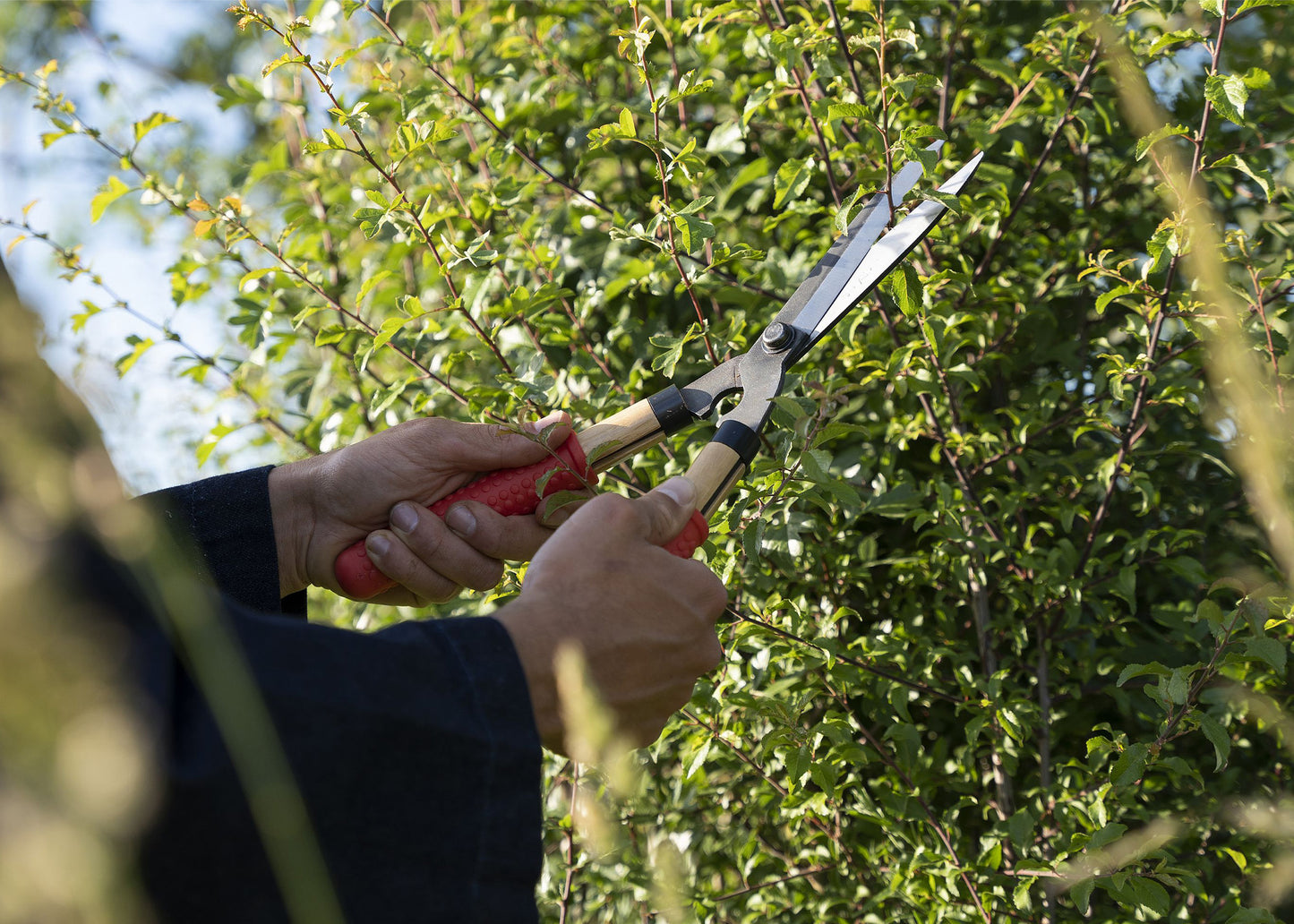 Niwaki Mini Shears cutting bushes