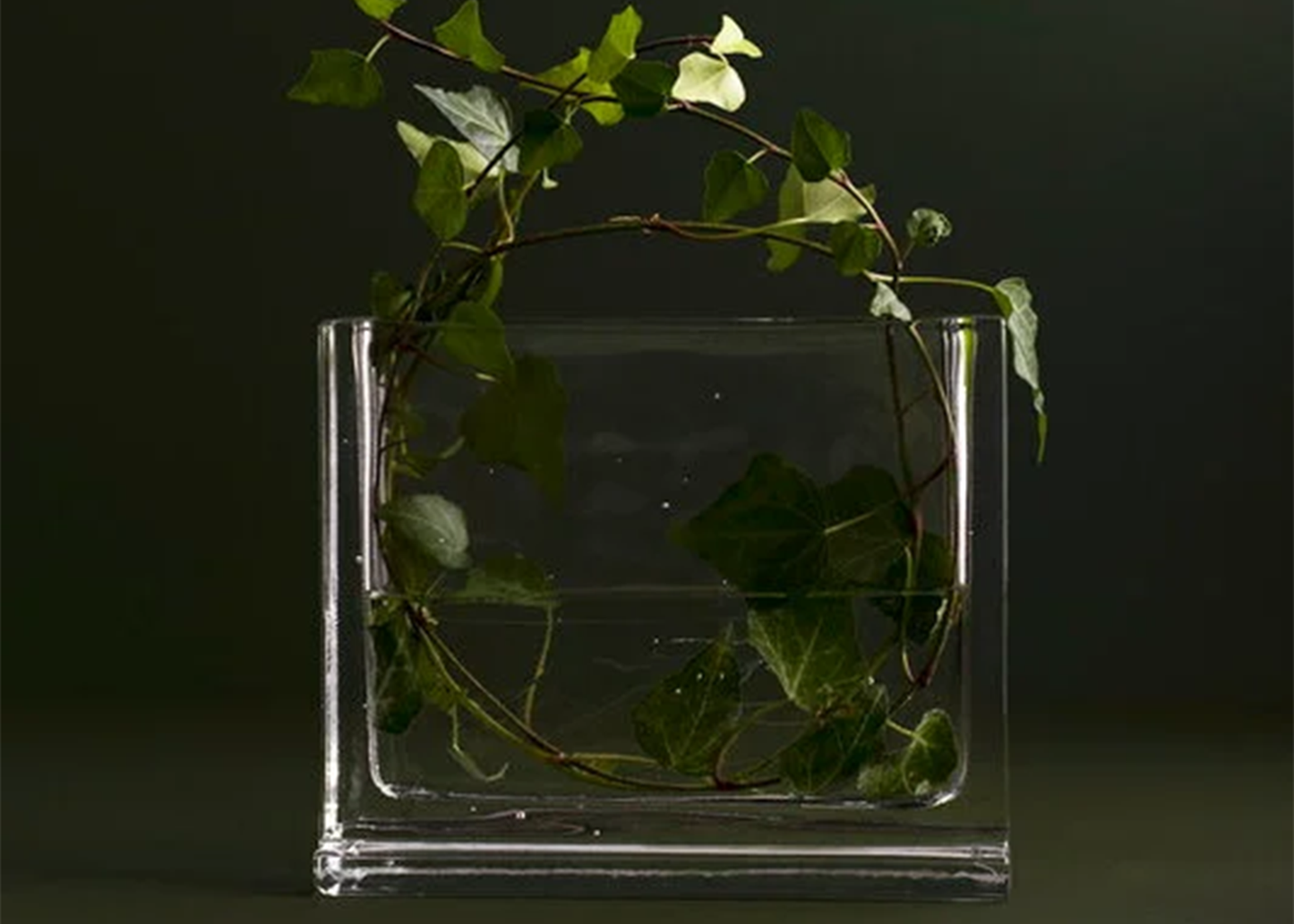 
                  
                    Clear glass vase with green leaves against a dark background
                  
                