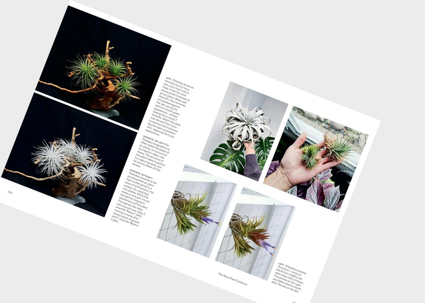 
                  
                    The New Plant Collector
                  
                