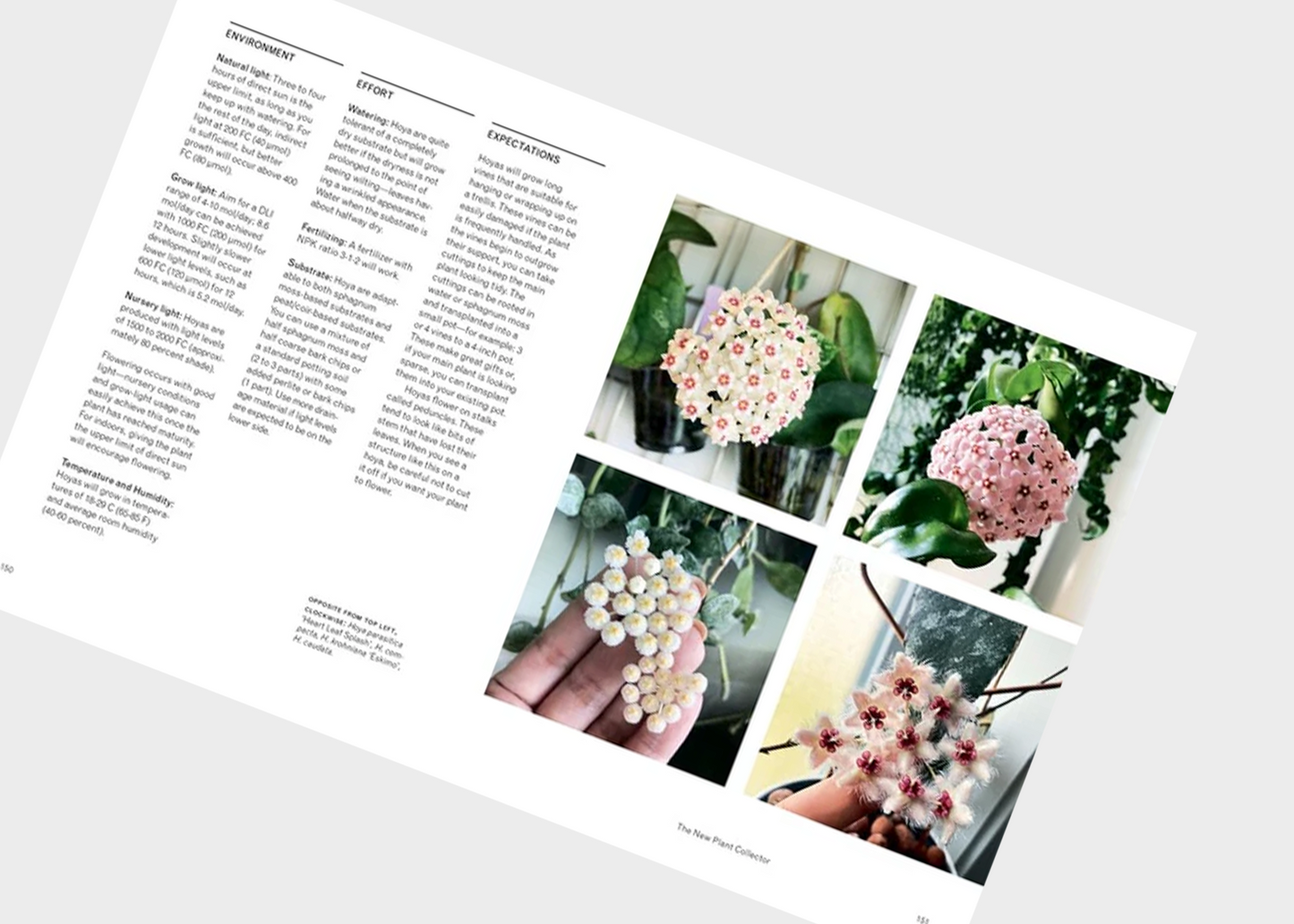 
                  
                    The New Plant Collector
                  
                