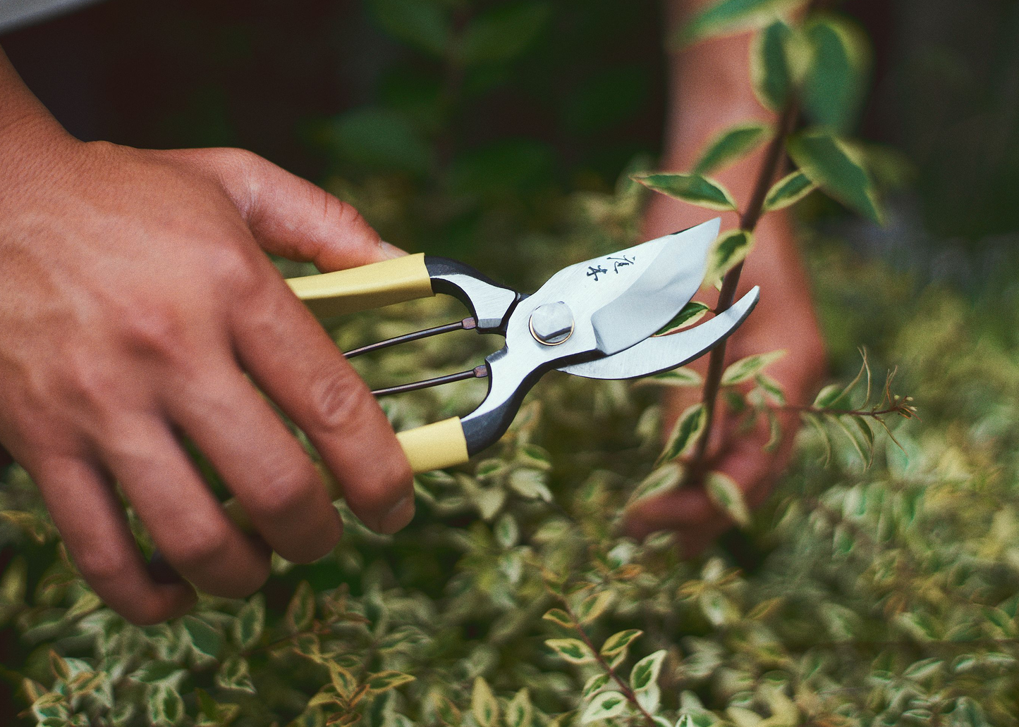 
                  
                    Person using garden shears to trim a plant with a blurred green background
                  
                