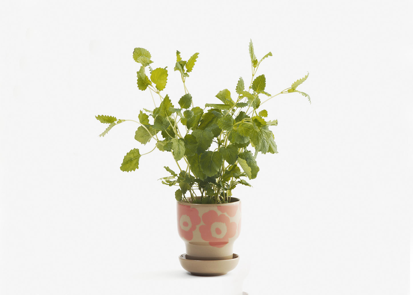 
                  
                    Unikko Herb Pot 4"
                  
                