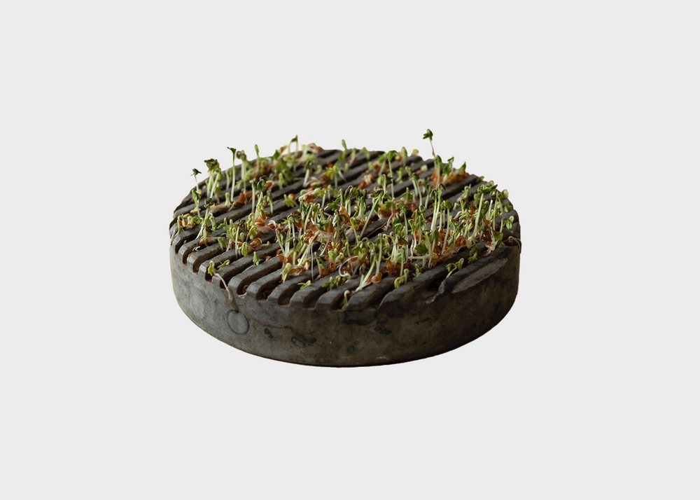 Cultivation Stone with sprout seedlings growing from crevaces