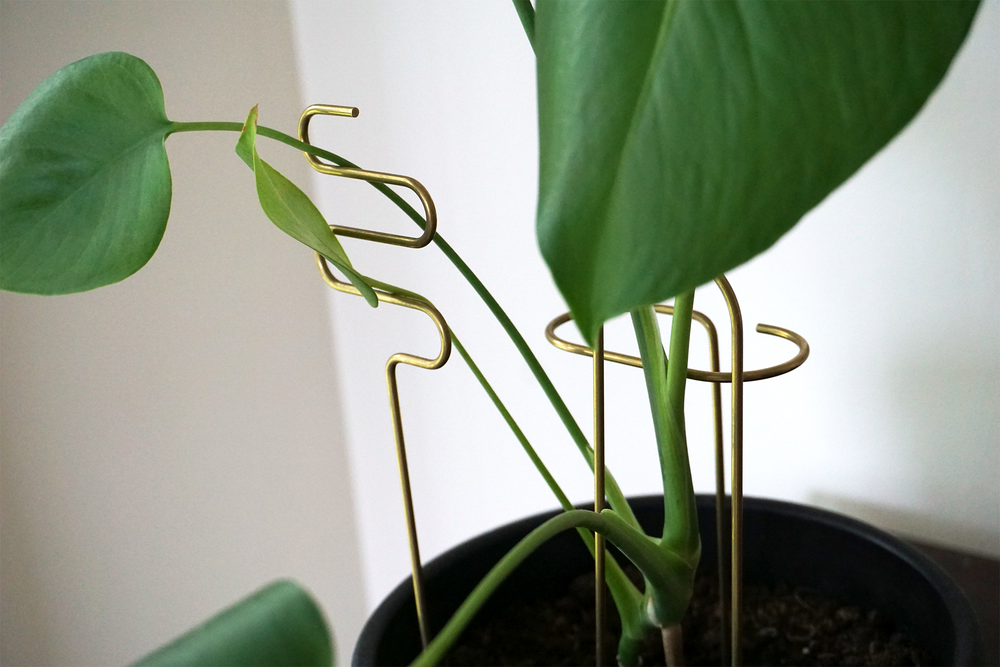 indoor plant stick Brass Plant Sticks – Woodland Mod
